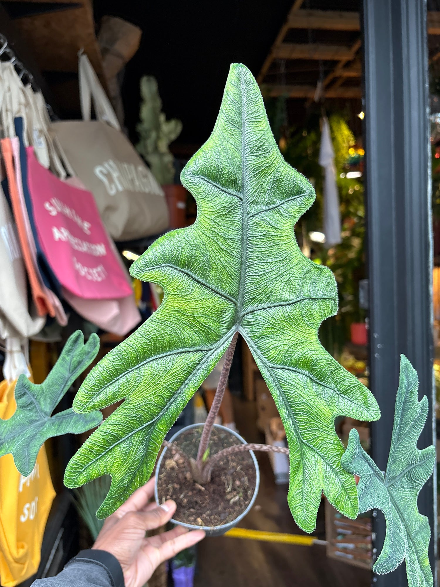An Alocasia Jacklyn plant in front of Urban Tropicana’s plant shop in Chiswick, London