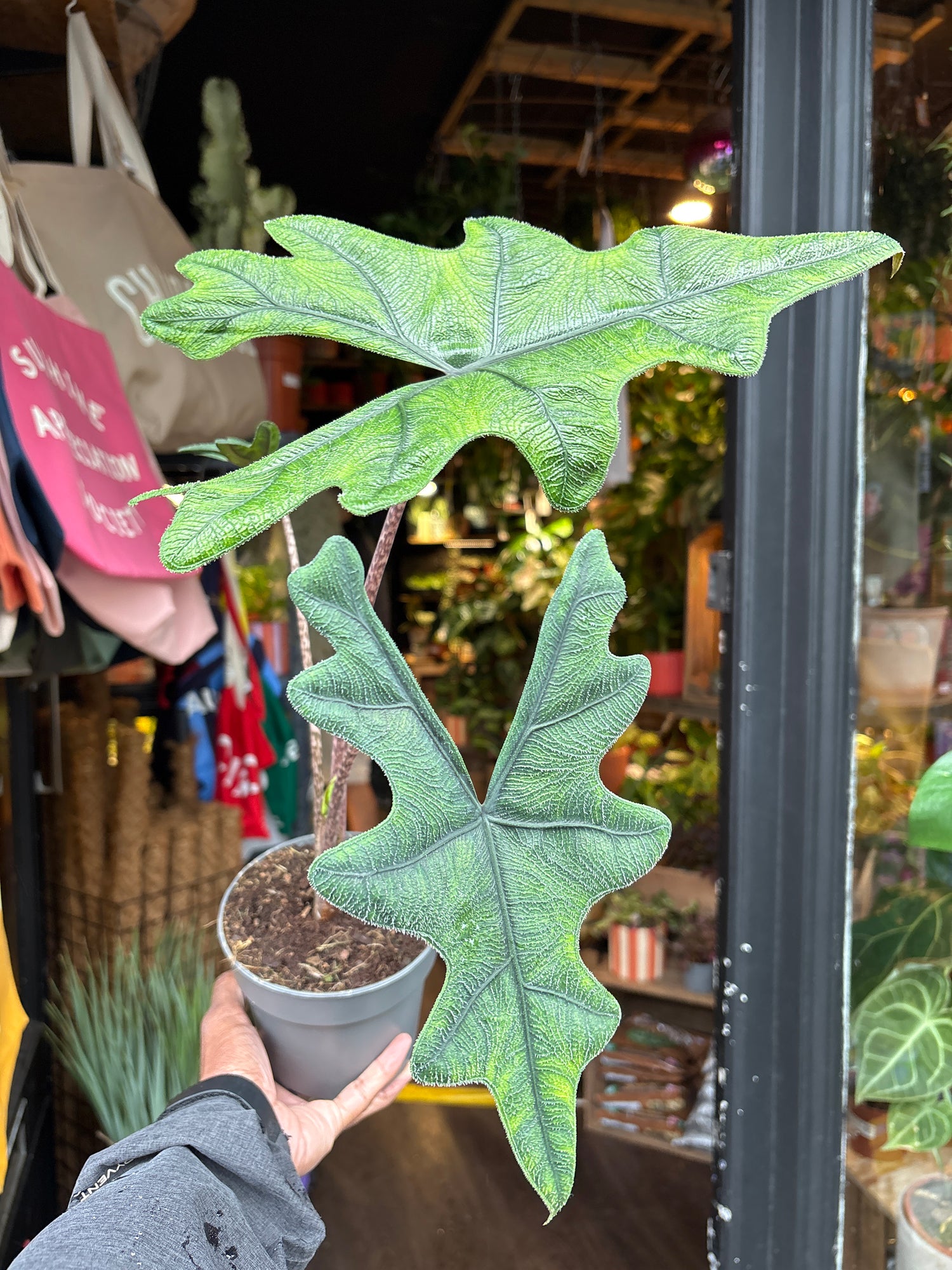 An Alocasia Jacklyn plant in front of Urban Tropicana’s plant shop in Chiswick, London