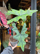 An Alocasia Jacklyn plant in front of Urban Tropicana’s plant shop in Chiswick, London