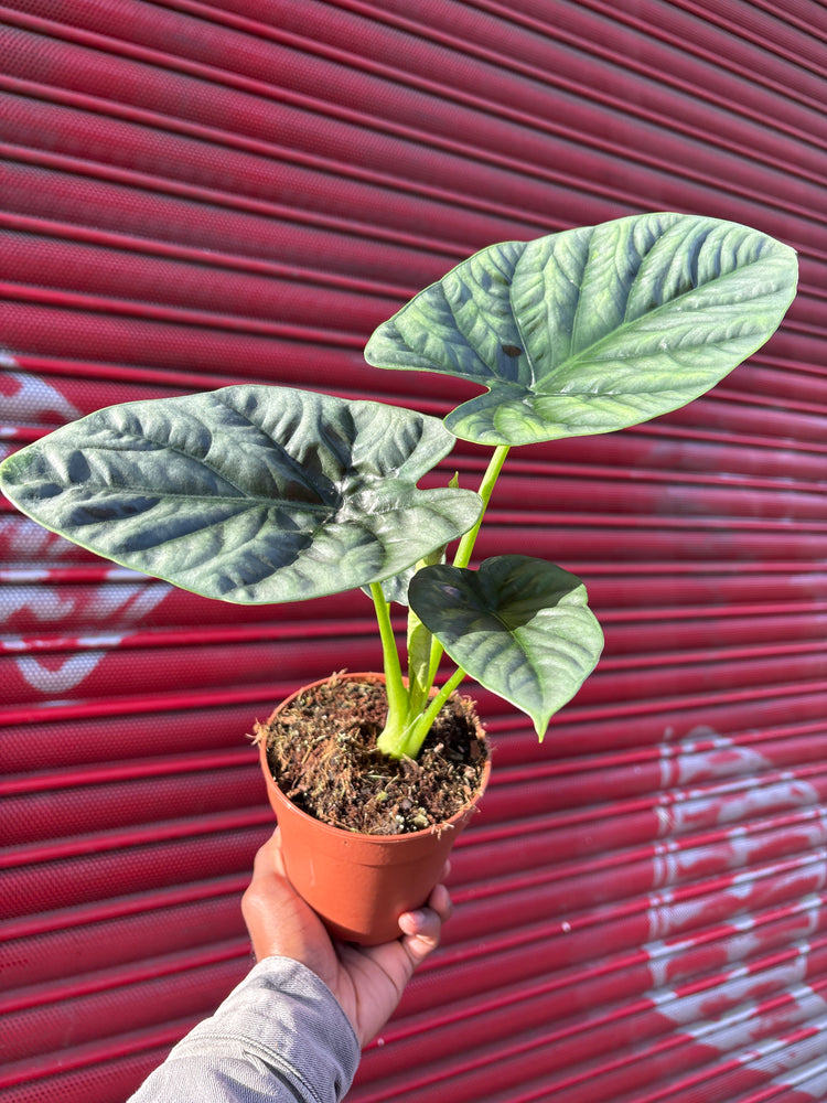 An Alocasia Lukiwan plant in front of Urban Tropicana&