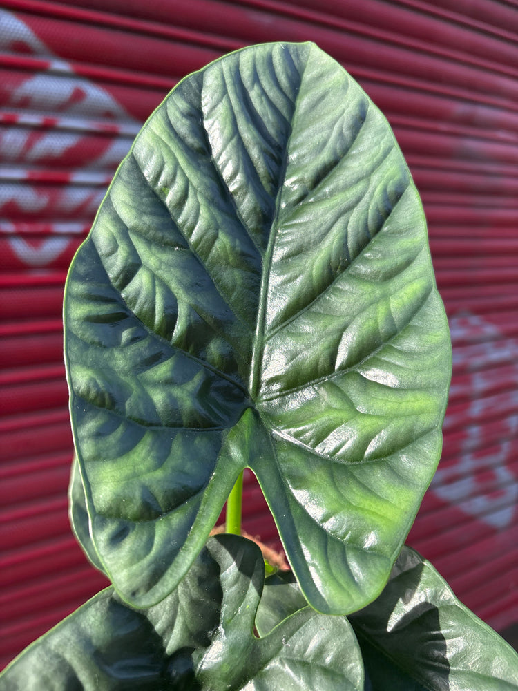 An Alocasia Lukiwan plant in front of Urban Tropicana&