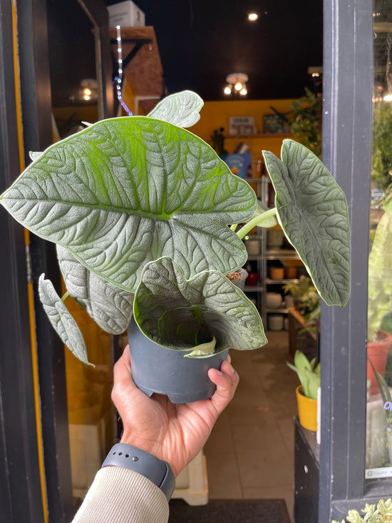 An Alocasia Melo plant in front of Urban Tropicana&