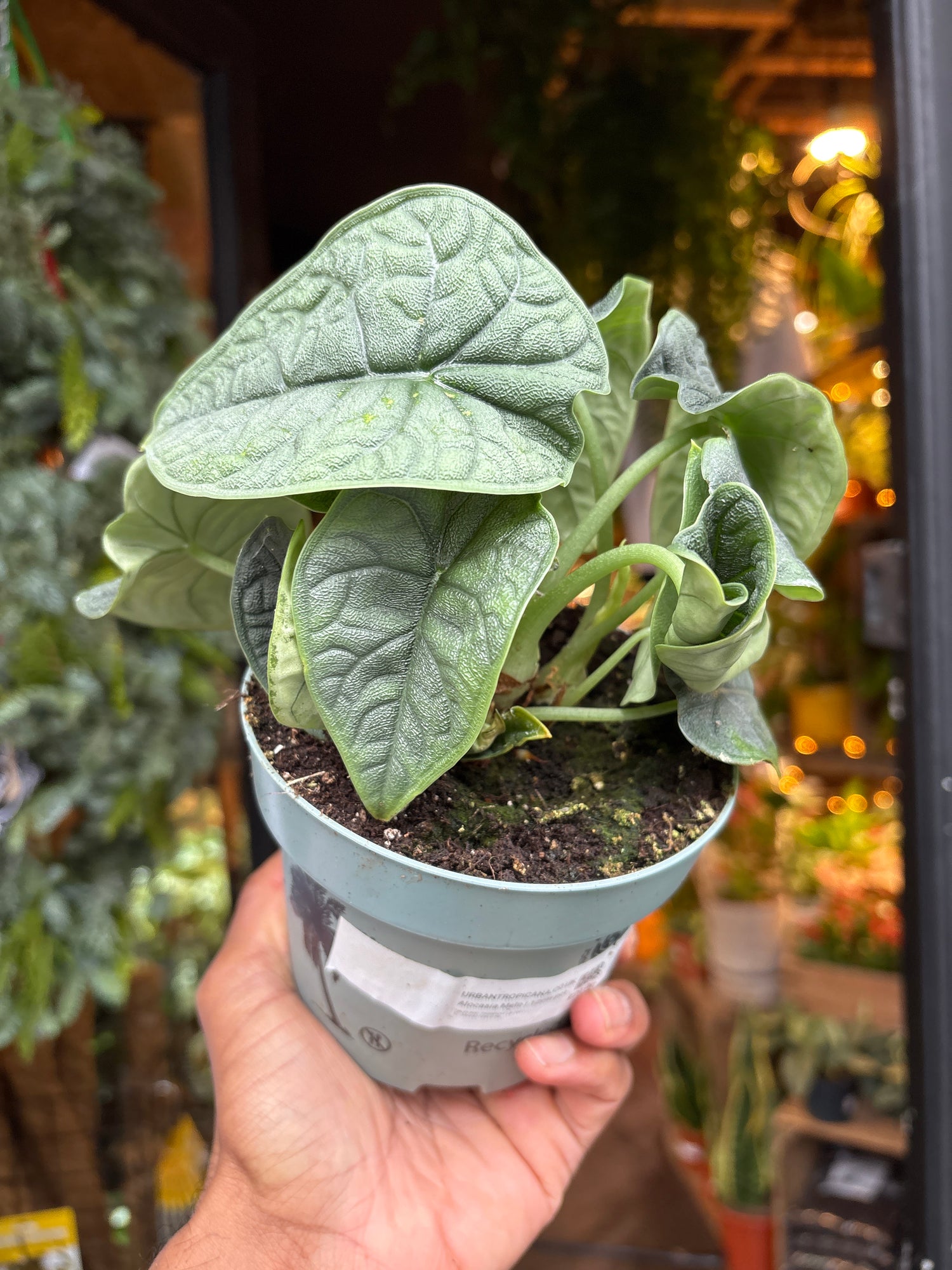 An Alocasia Melo in front of Urban Tropicana’s Plant Shop in Chiswick London