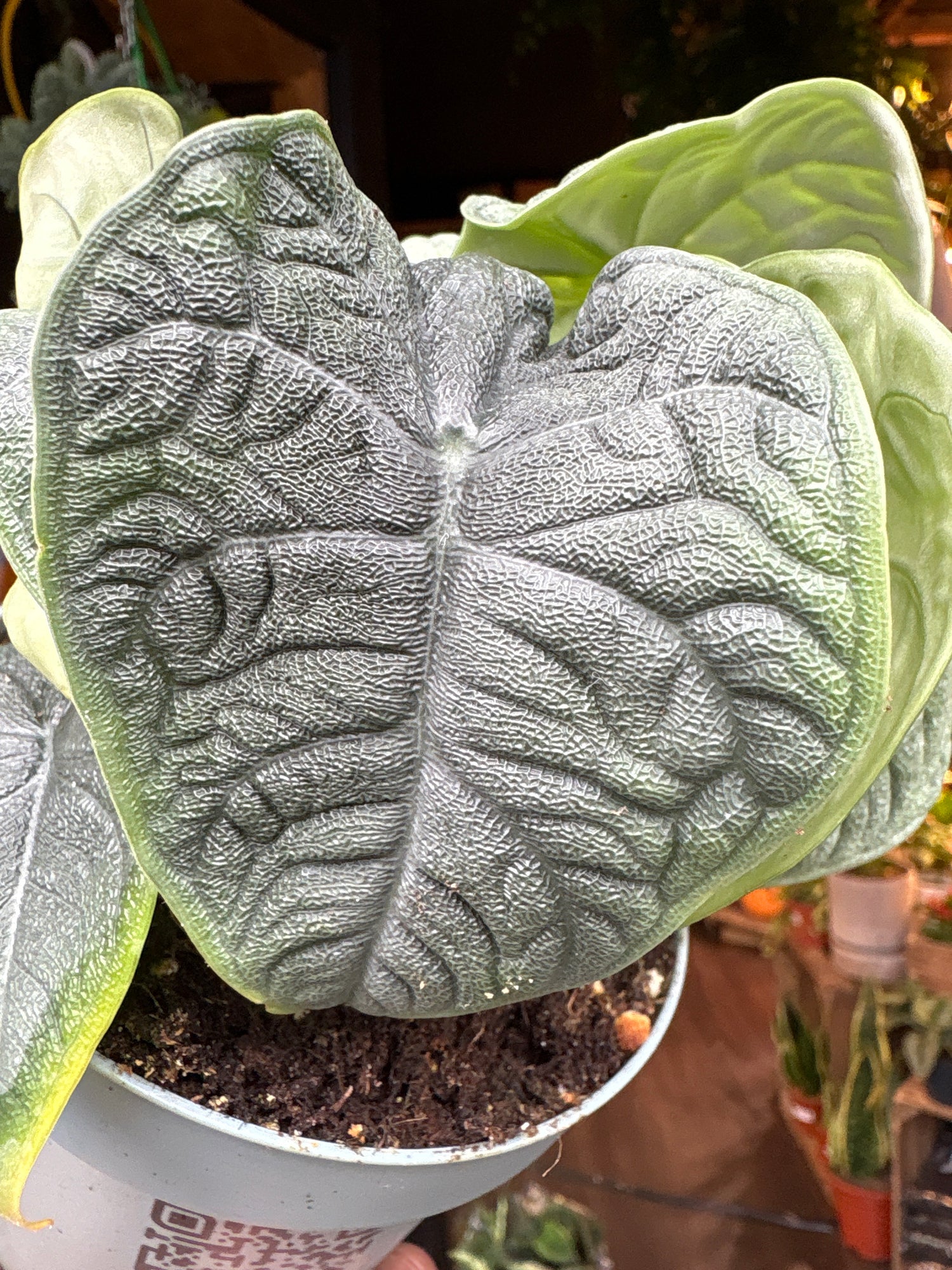 An Alocasia Melo in front of Urban Tropicana’s Plant Shop in Chiswick London