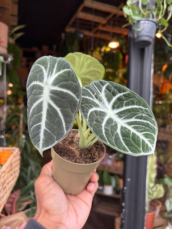 An Alocasia Ninja plant in front of Urban Tropicana’s Plant Shop in Chiswick London