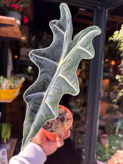 An Alocasia Nobilis plant in front of Urban Tropicana’s Plant Shop in Chiswick London