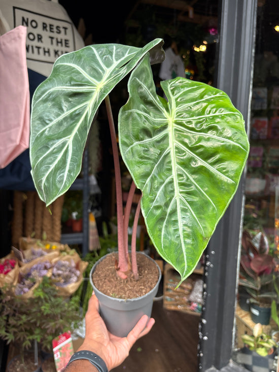 Alocasia ‘Pink Dragon’ houseplant in 14cm pot outside Urban Tropicana plant shop in Chiswick, London