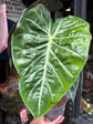 Alocasia ‘Pink Dragon’ houseplant in 14cm pot outside Urban Tropicana plant shop in Chiswick, London