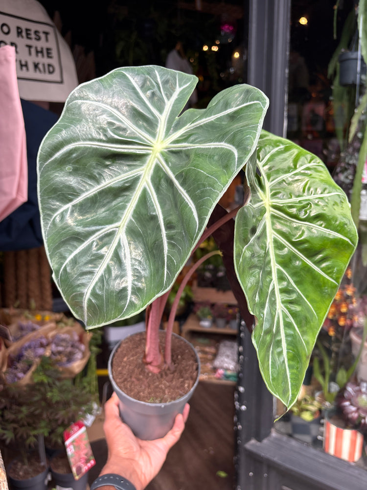 Alocasia ‘Pink Dragon’ houseplant in 14cm pot outside Urban Tropicana plant shop in Chiswick, London