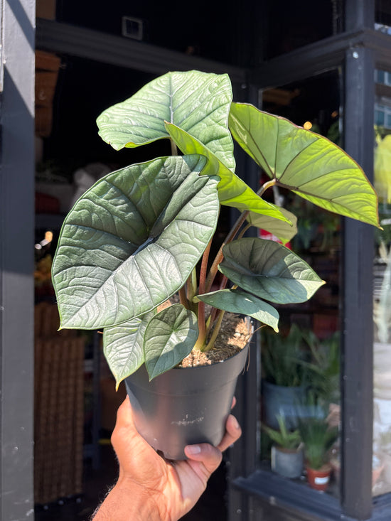A Alocasia Platinum plant in front of Urban Tropicana’s plant shop in Chiswick, London
