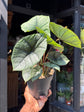 A Alocasia Platinum plant in front of Urban Tropicana’s plant shop in Chiswick, London