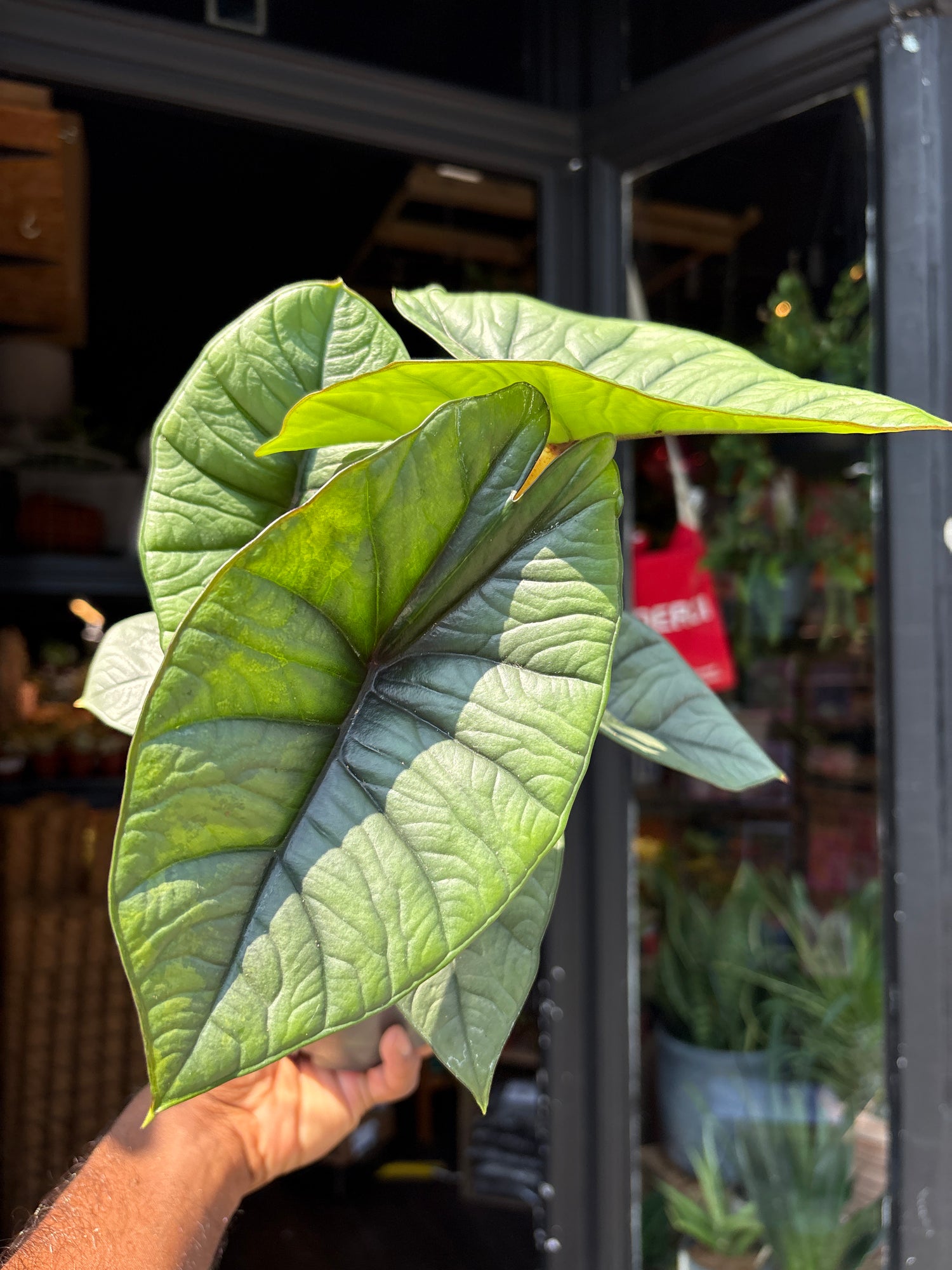 A Alocasia Platinum plant in front of Urban Tropicana’s plant shop in Chiswick, London
