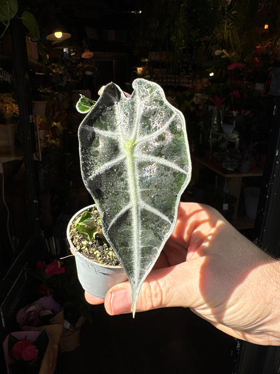 A Alocasia Polly plant also known as a African Mask plant in front of Urban Tropicana’s Plant Shop in Chiswick London