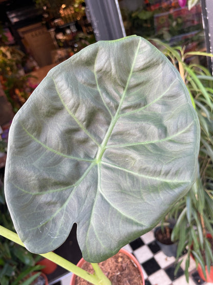 An Alocasia Regal Shields plant in front of Urban Tropicana’s Plant Shop in Chiswick London