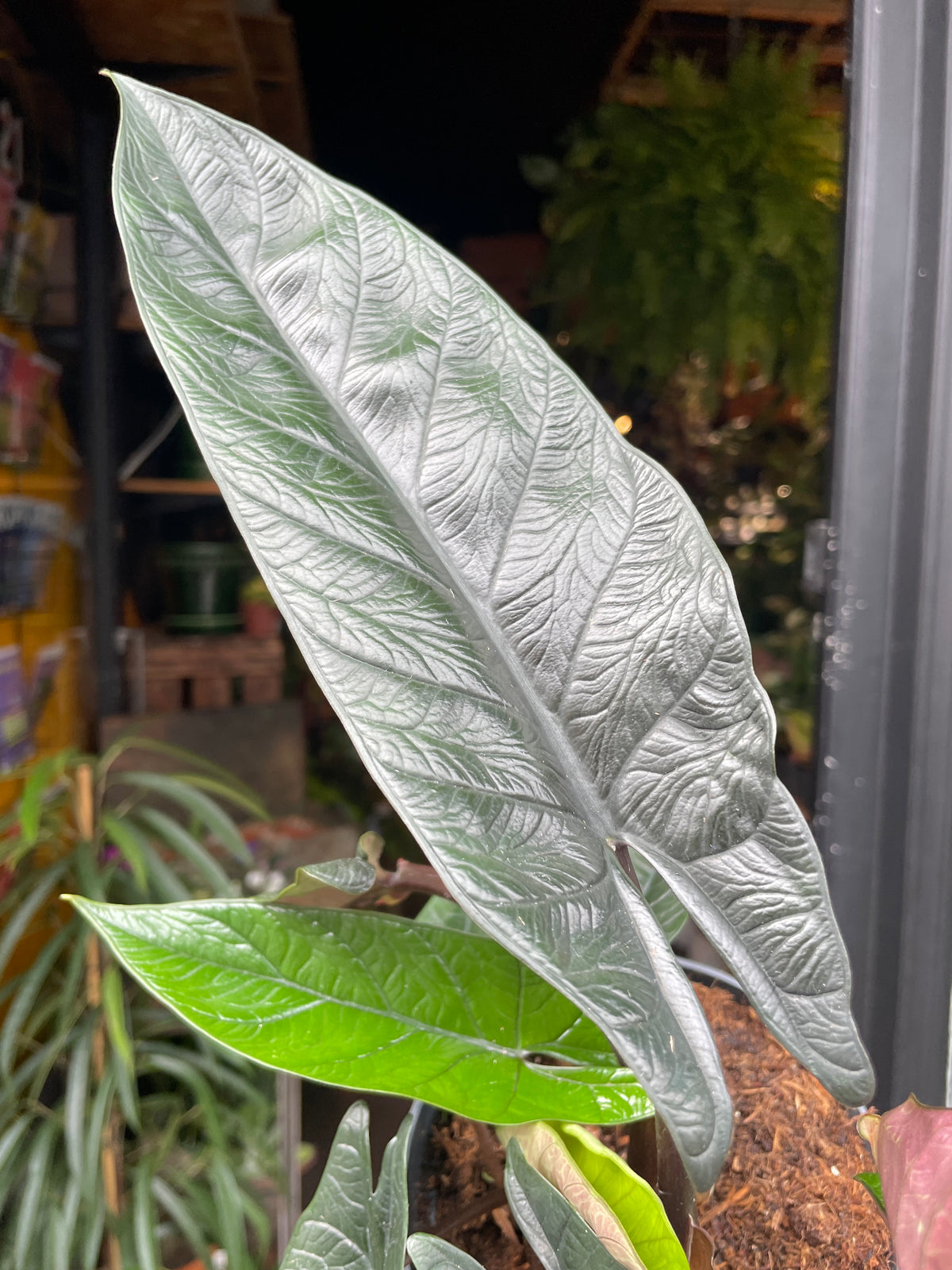 A Alocasia Scalprum plant also known as a Samar Lance  in front of Urban Tropicana&