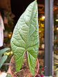 An Alocasia Scalprum plant in front of Urban Tropicana’s Plant Shop in Chiswick London