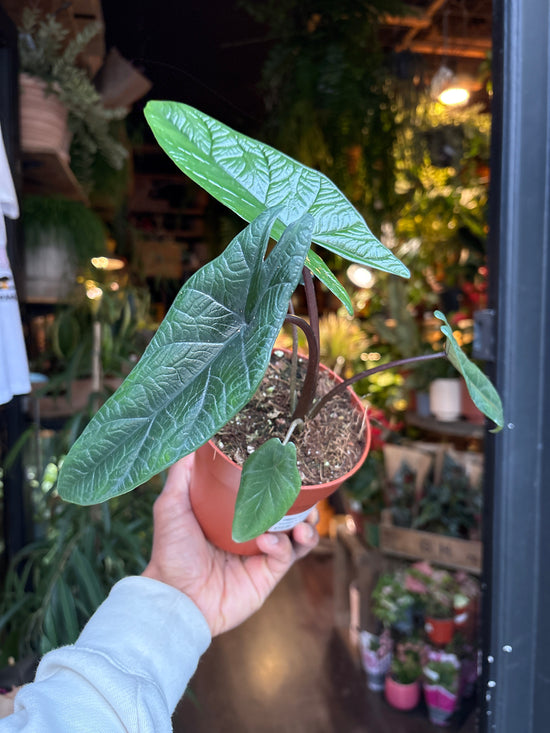 An Alocasia Scalprum plant in front of Urban Tropicana’s Plant Shop in Chiswick London
