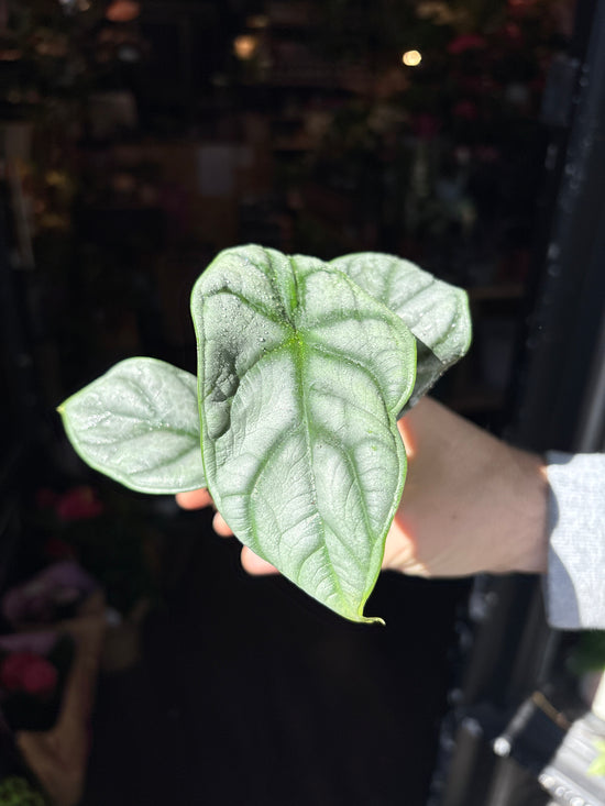 A Alocasia Silver Dragon plant also known as a Alocasia Beginda in front of Urban Tropicana’s Plant Shop in Chiswick London
