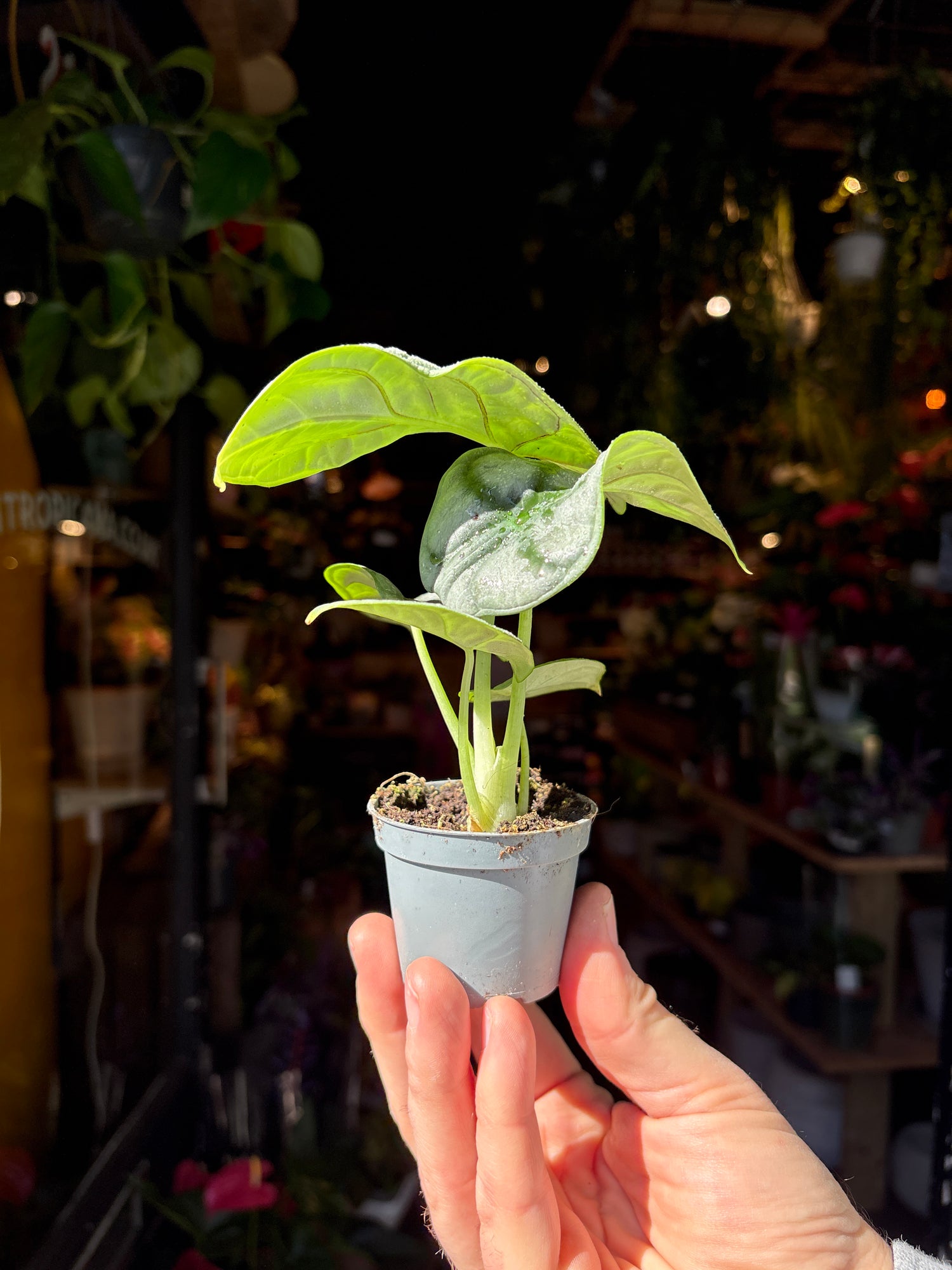 A Alocasia Silver Dragon plant also known as a Alocasia Beginda in front of Urban Tropicana’s Plant Shop in Chiswick London