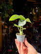A Alocasia Silver Dragon plant also known as a Alocasia Beginda in front of Urban Tropicana’s Plant Shop in Chiswick London