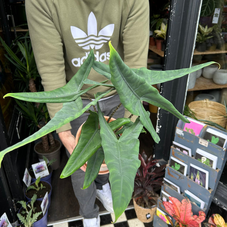 A Alocasia Tegrina plant also known as a Elephant Ear in front of Urban Tropicana&