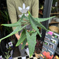A Alocasia Tegrina plant also known as a Elephant Ear in front of Urban Tropicana&
