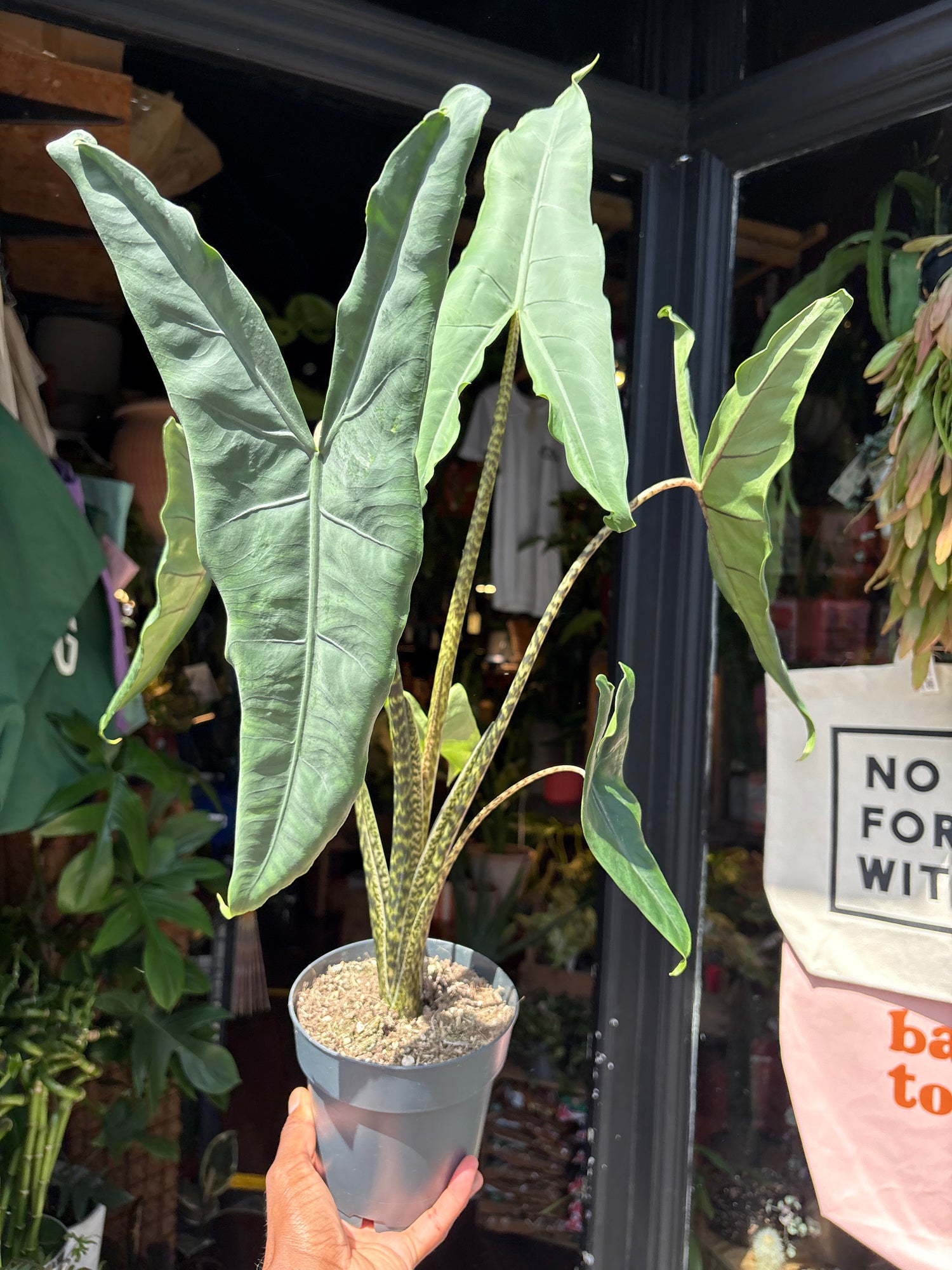 An Alocasia Tigrina Superba plant in front of Urban Tropicana’s plant shop in Chiswick, London
