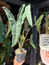 An Alocasia Tigrina Superba plant in front of Urban Tropicana’s plant shop in Chiswick, London