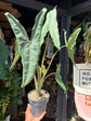 An Alocasia Tigrina Superba plant in front of Urban Tropicana’s plant shop in Chiswick, London