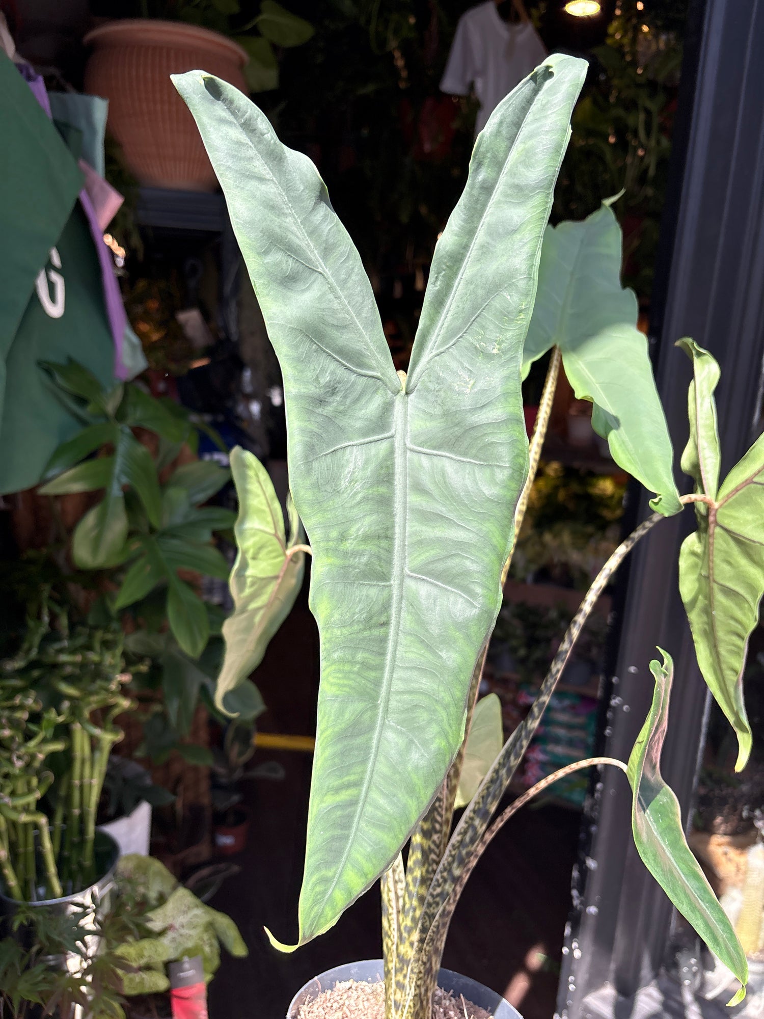 An Alocasia Tigrina Superba plant in front of Urban Tropicana’s plant shop in Chiswick, London