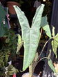 An Alocasia Tigrina Superba plant in front of Urban Tropicana’s plant shop in Chiswick, London