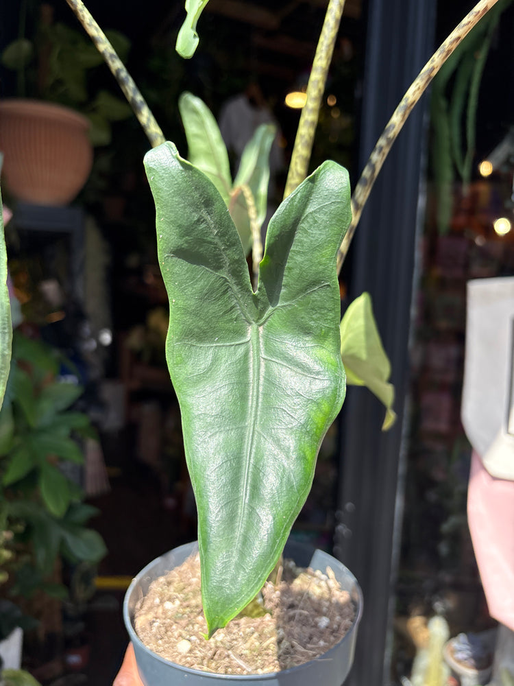 
An Alocasia Tigrina Superba plant in front of Urban Tropicana’s plant shop in Chiswick, London