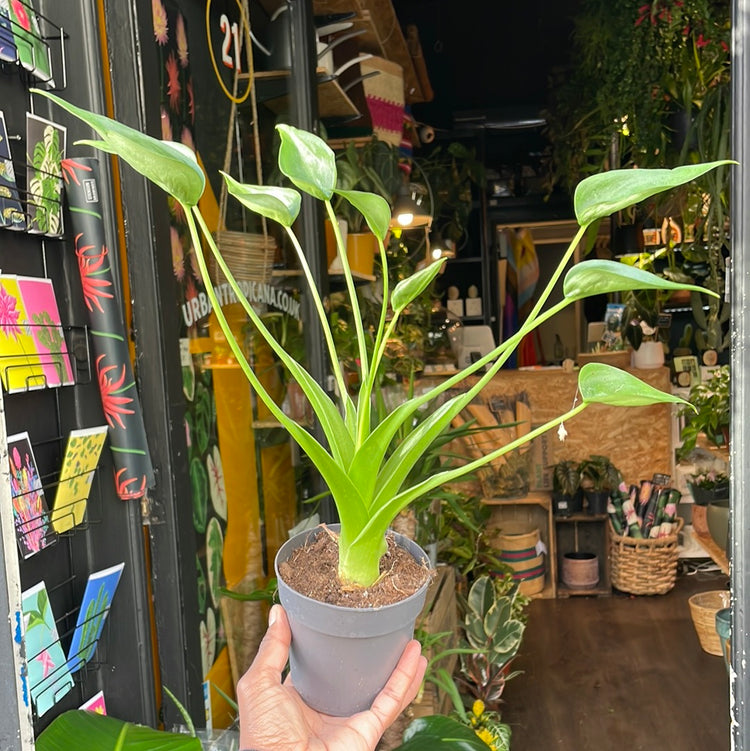 A Alocasia ‘Tiny Dancer’ plant also know as a  Alocasia Brisbanensis x Odora in front of Urban Tropicana&