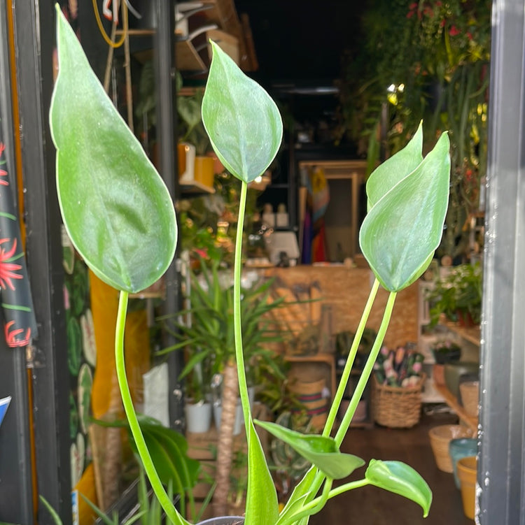 A Alocasia ‘Tiny Dancer’ plant also know as a Alocasia Brisbanensis x Odora in front of Urban Tropicana&