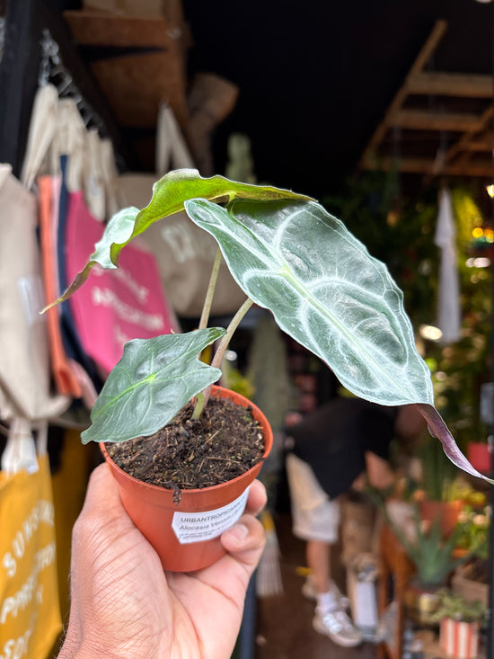 An Alocasia Venom plant in front of Urban Tropicana’s plant shop in Chiswick, London