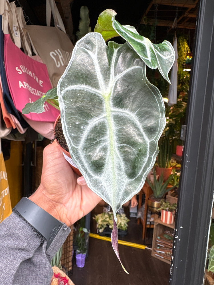 An Alocasia Venom plant in front of Urban Tropicana’s plant shop in Chiswick, London