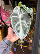 An Alocasia Venom plant in front of Urban Tropicana’s plant shop in Chiswick, London