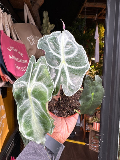 An Alocasia Venom plant in front of Urban Tropicana’s plant shop in Chiswick, London