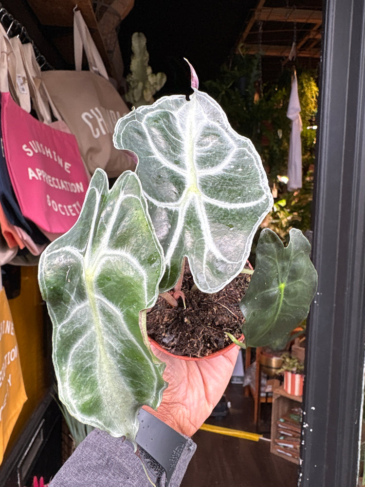 An Alocasia Venom plant in front of Urban Tropicana’s plant shop in Chiswick, London