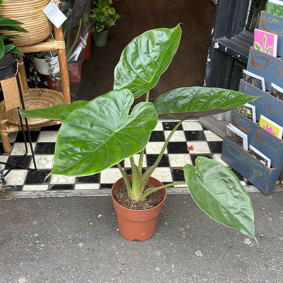 A Alocasia Wentii plant also known as a Hardy Elephant Ears plant in front of Urban Tropicana&