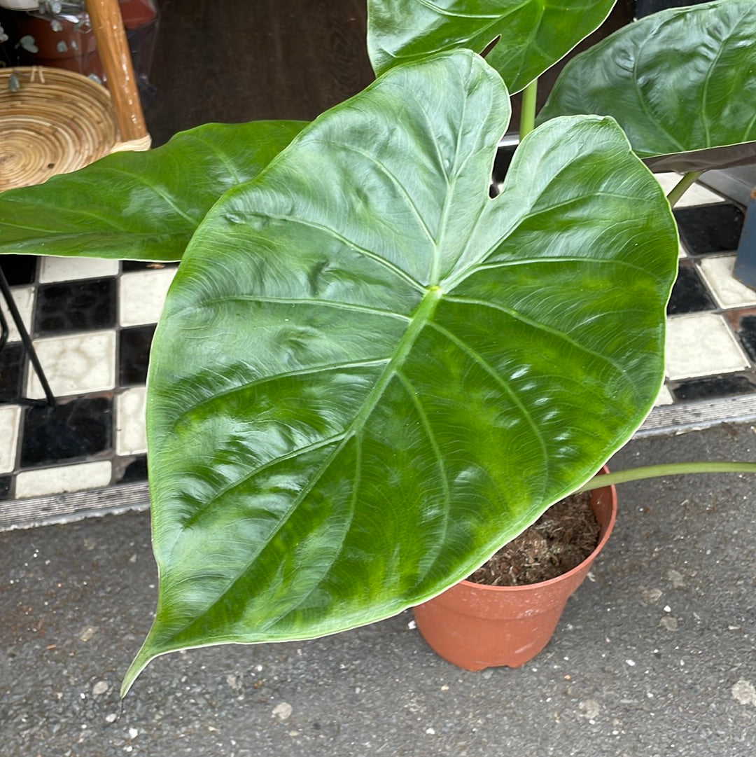 A Alocasia Wentii plant also known as a Hardy Elephant Ears plant in front of Urban Tropicana&