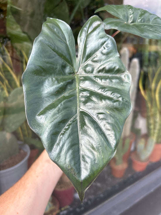 An Alocasia Yucata Princess plant in front of Urban Tropicana’s Plant Shop in Chiswick London