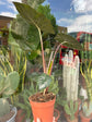 An Alocasia Yucata Princess plant in front of Urban Tropicana’s Plant Shop in Chiswick London