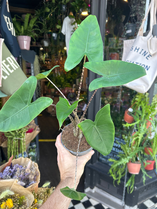 Alocasia zebrina houseplant outside Urban Tropicana plant shop in Chiswick, London
