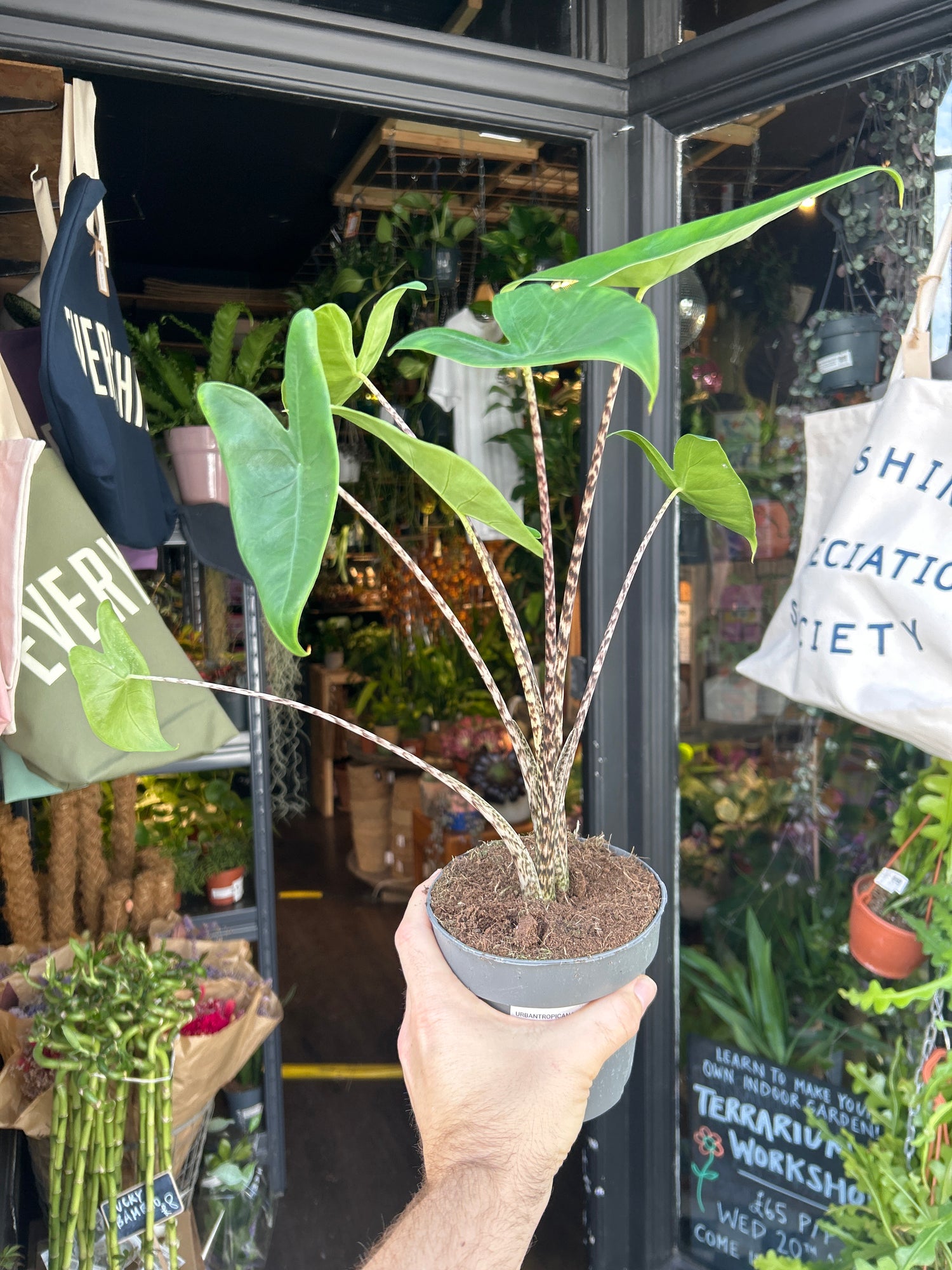 Alocasia zebrina houseplant outside Urban Tropicana plant shop in Chiswick, London