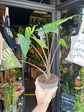 Alocasia zebrina houseplant outside Urban Tropicana plant shop in Chiswick, London