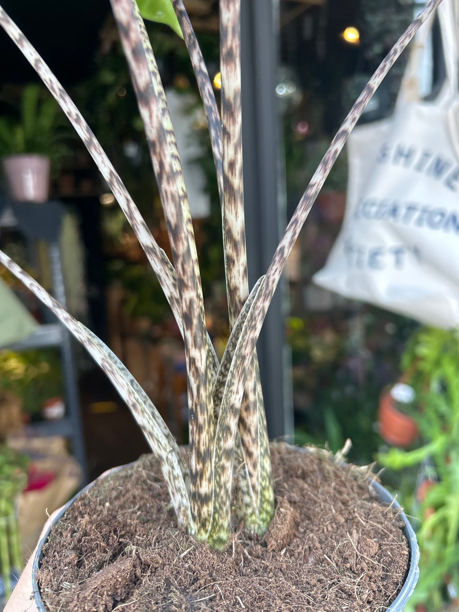 Alocasia zebrina houseplant outside Urban Tropicana plant shop in Chiswick, London