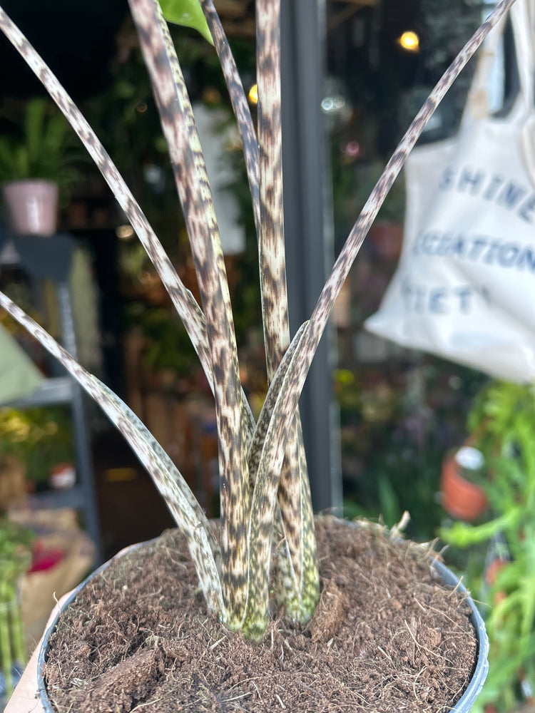 Alocasia zebrina houseplant outside Urban Tropicana plant shop in Chiswick, London