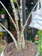 Alocasia zebrina houseplant outside Urban Tropicana plant shop in Chiswick, London
