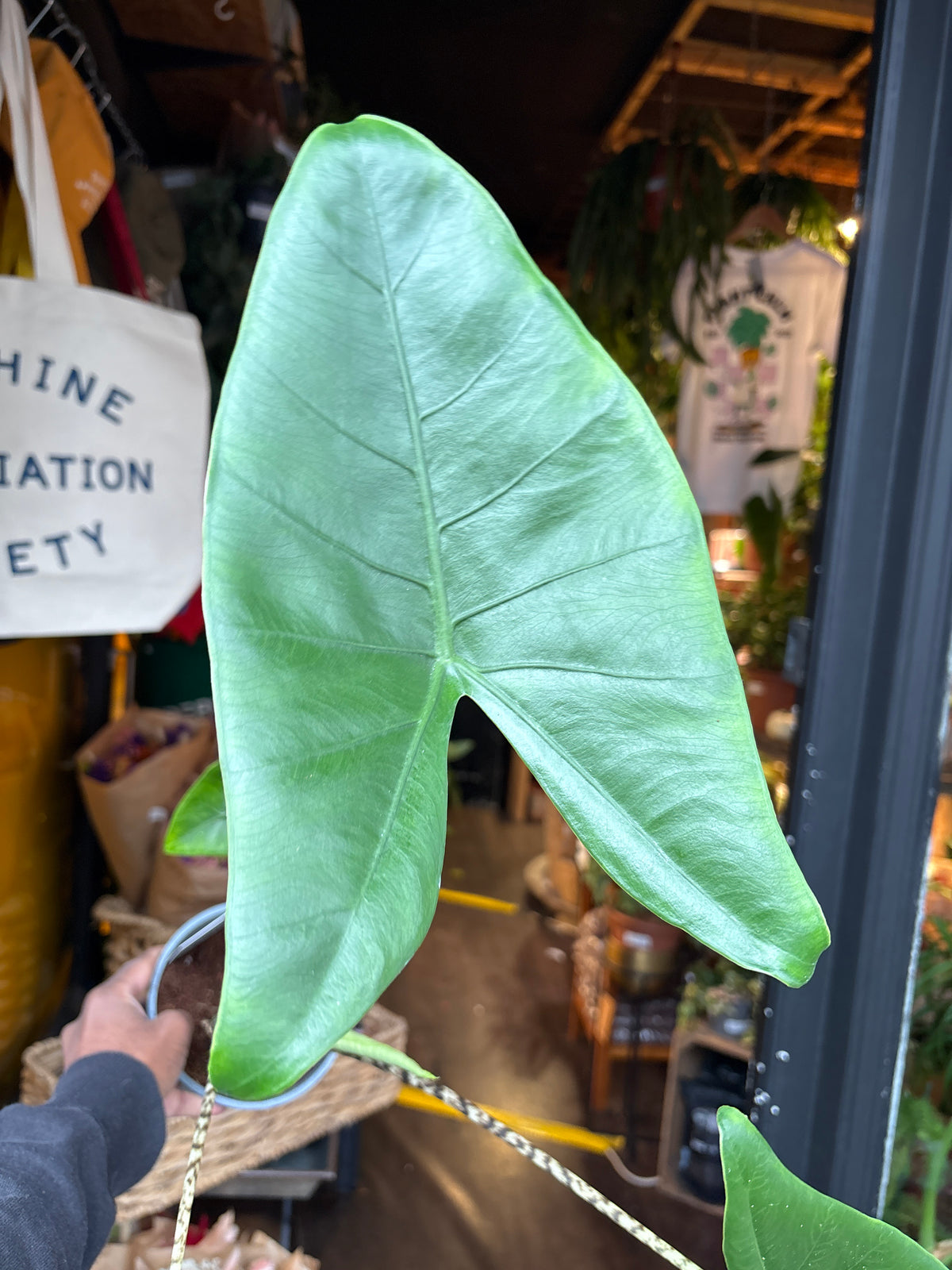 Alocasia Zebrina in 14cm pot outside Urban Tropicana plant shop in Chiswick, London